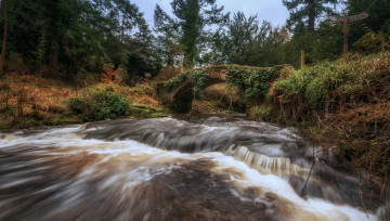 Картинка природа реки озера лес река