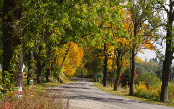 Картинка природа дороги лес дорога