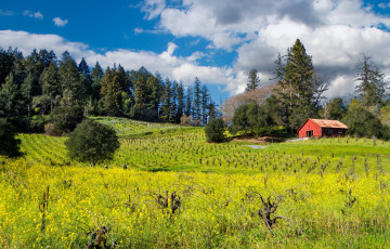 Картинка природа пейзажи поле лес