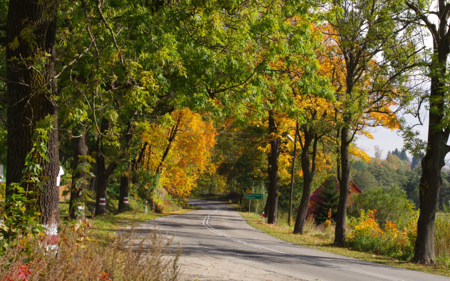 Обои картинки фото природа, дороги, лес, дорога