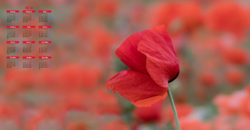 Картинка календари цветы лепестки мак 2018