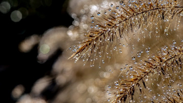 Картинка природа макро капли