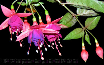 Картинка календари цветы фуксия 2018