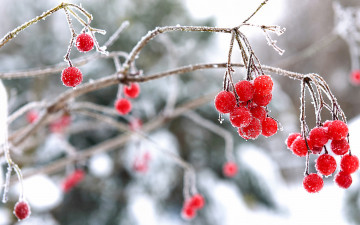 обоя природа, Ягоды,  калина, ягоды