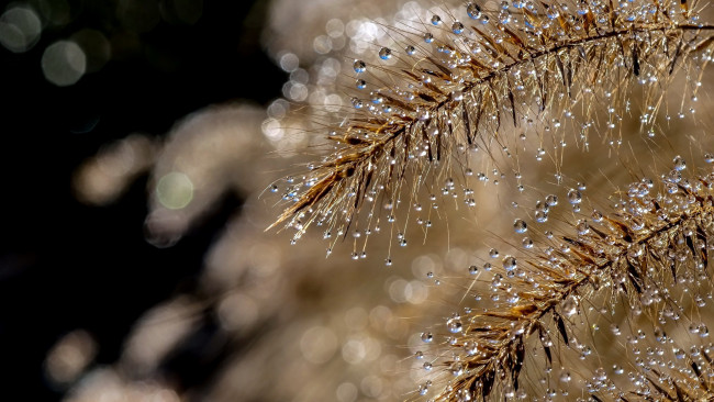 Обои картинки фото природа, макро, капли