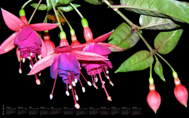 Обои картинки фото календари, цветы, фуксия, 2018