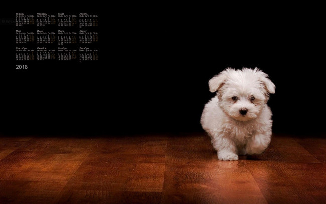 Обои картинки фото календари, животные, собака, 2018