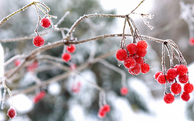 Обои картинки фото природа, Ягоды,  калина, ягоды