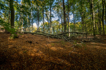 Картинка природа лес простор