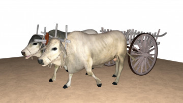 Картинка 3д+графика животные+ animals волы