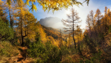 Картинка природа лес простор