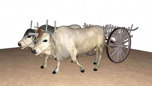 Обои картинки фото 3д графика, животные , animals, волы