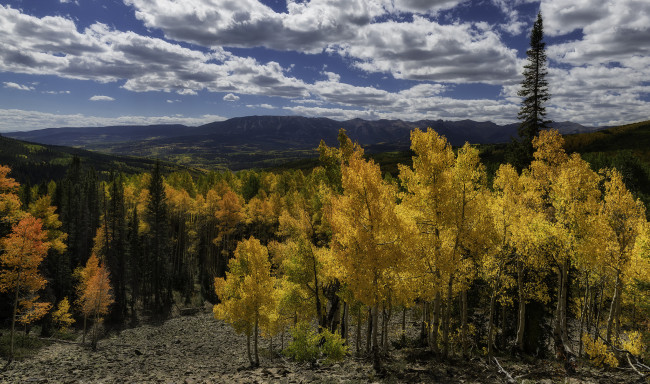 Обои картинки фото природа, лес, простор