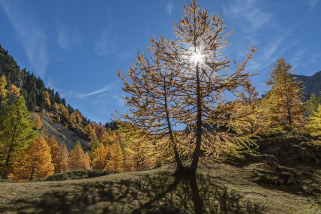 Обои картинки фото природа, деревья, простор