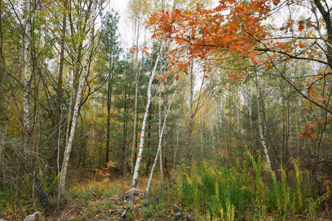 Обои картинки фото природа, лес, простор