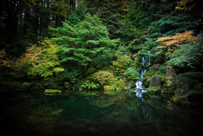 Обои картинки фото природа, лес, простор