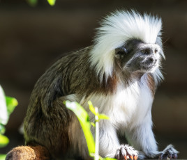 обоя животные, обезьяны, эдипов, тамарин, saguinus, oedipus, краснорукий, пинче, обезьяна