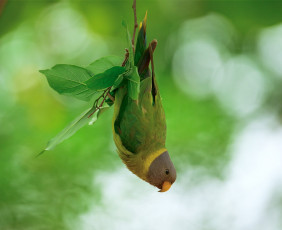 обоя животные, попугаи, птица