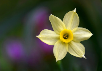 обоя цветы, нарциссы, желтый, нарцисс, макро