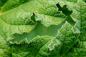 обоя природа, листья