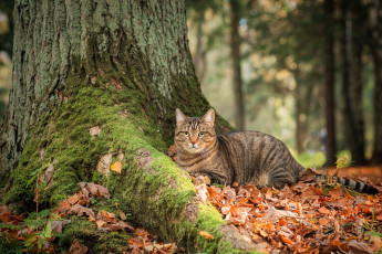 обоя животные, коты, кот, листья, деревья, осень, мох, лес