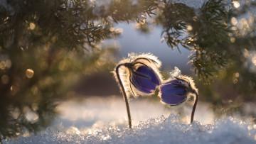 обоя цветы, анемоны,  сон-трава