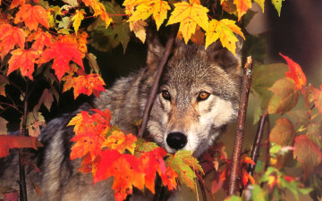 обоя животные, волки,  койоты,  шакалы, волк, листья, осень, клен