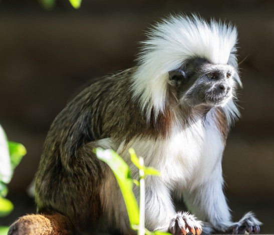 Обои картинки фото животные, обезьяны, эдипов, тамарин, saguinus, oedipus, краснорукий, пинче, обезьяна