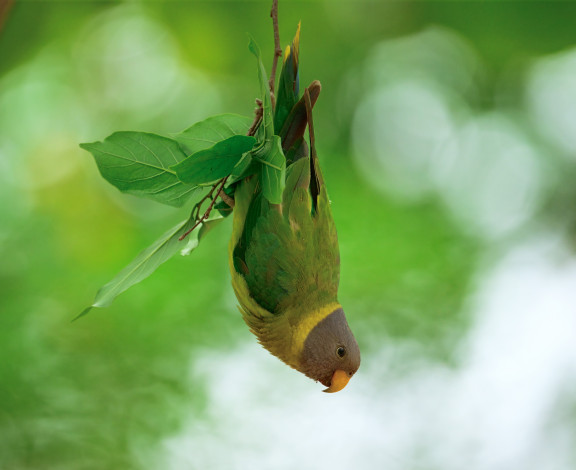 Обои картинки фото животные, попугаи, птица