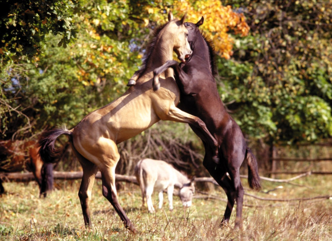 Обои картинки фото животные, лошади, жеребцы, драка, дыбы, загон, деревья