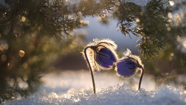 Обои картинки фото цветы, анемоны,  сон-трава