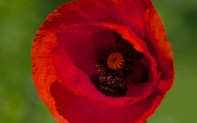 Обои картинки фото цветы, маки, алый, мак, макро