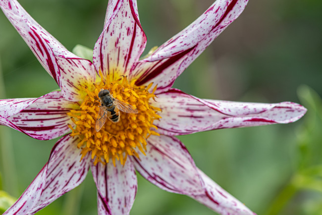 Обои картинки фото цветы, георгины, цветок