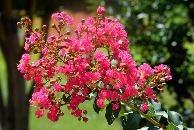 Обои картинки фото цветы, лагерстрёмия , индийская сирень, розовая, лагерстремия, ветка