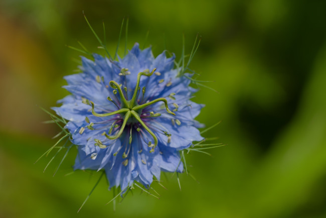 Обои картинки фото цветы, нигелла, голубая, макро