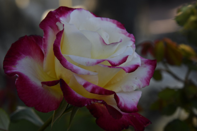 Обои картинки фото цветы, розы, двухцветная, роза, макро