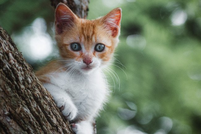 Обои картинки фото животные, коты, кот, кошка, котёнок