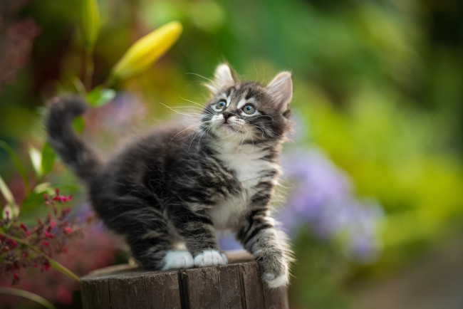 Обои картинки фото животные, коты, кот, кошка, котёнок