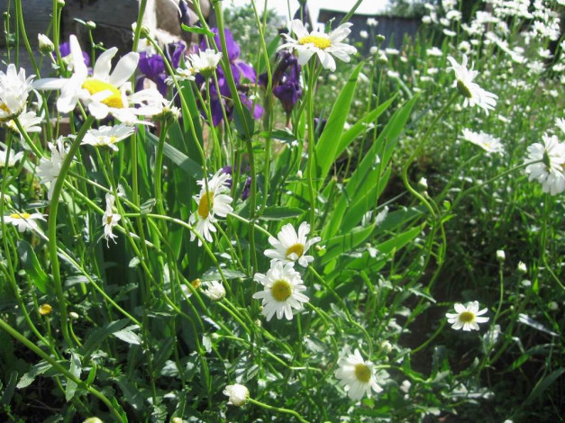 Обои картинки фото цветы, ромашки