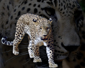 Картинка животные леопарды