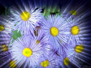 Картинка цветы астры