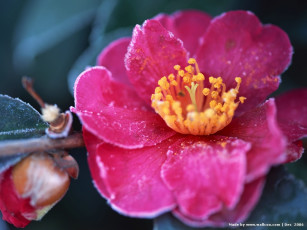 Картинка цветы камелии