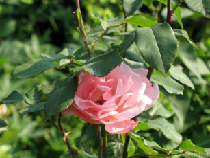 Картинка цветы розы