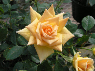 Картинка цветы розы