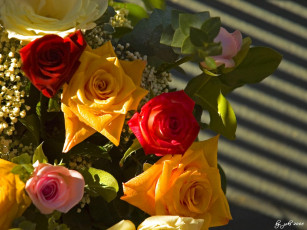 Картинка цветы розы