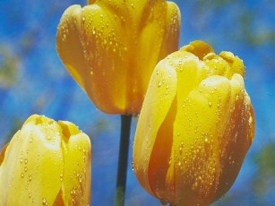 Картинка цветы тюльпаны