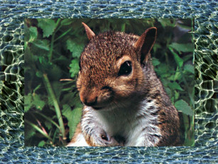 Картинка животные белки