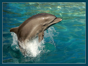 Картинка животные дельфины