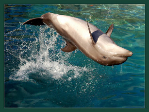 Картинка животные дельфины