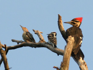 Картинка животные дятлы